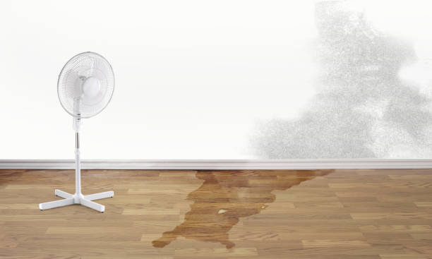 Best Ceiling water damage repair  in Salem, UT